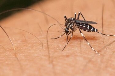 Dengue mata seis pessoas no Paraná em uma semana