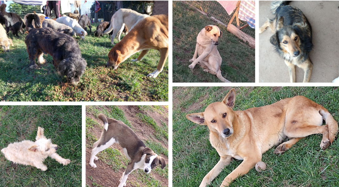 Ação solidária arrecada ração para mais de 100 cães abandonados em Campo Magro
