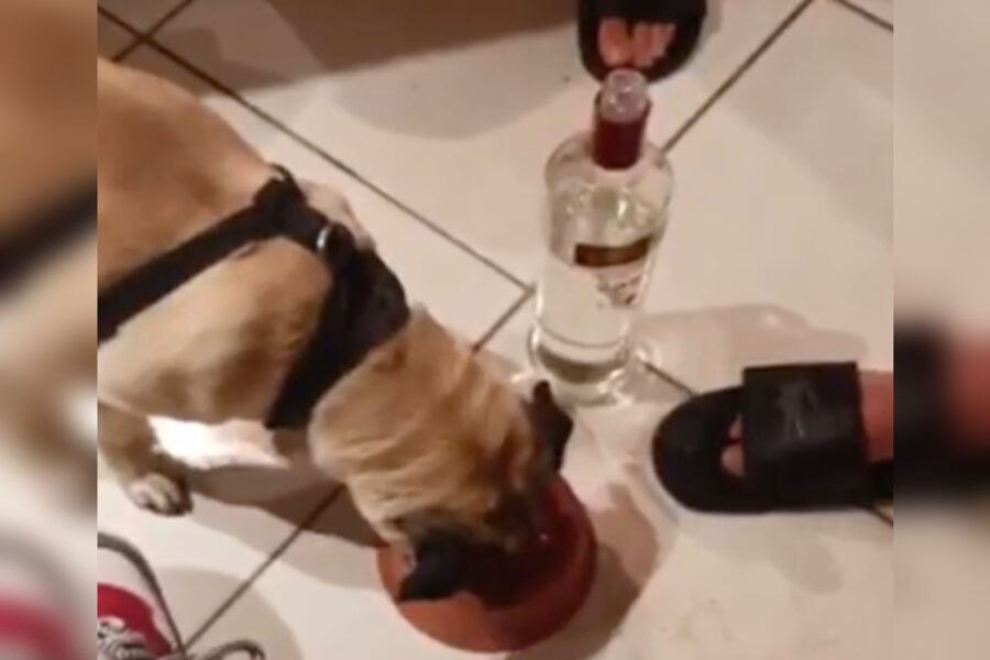 Vídeo de homem dando vodka a cachorro vira caso de polícia