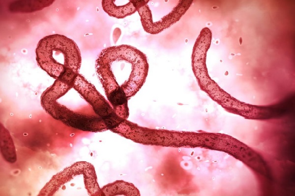 O que é Ebola | Sintomas, transmissão, tratamento e ...