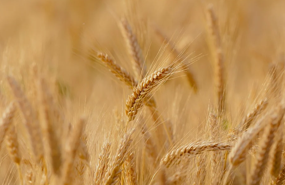 Após geada, trigo do Paraná deverá apresentar quebra de safra