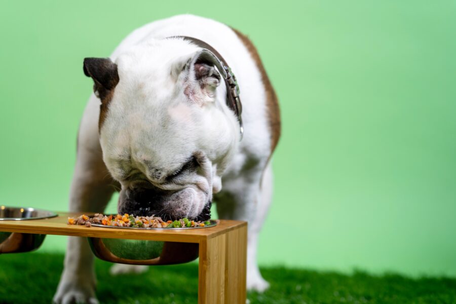 5 doenças comuns aos cães que podem ser causadas pela nutrição