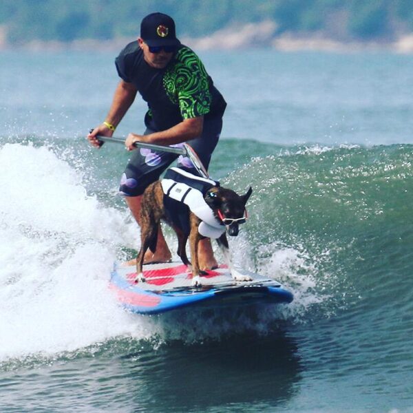 Surf Dog reunirá cães e seus donos em disputa de surf inédita no país