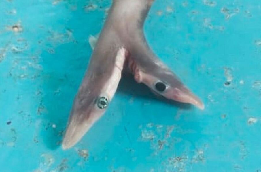 Tubarão de duas cabeças: pescador fisga animal raro com olhos deformados