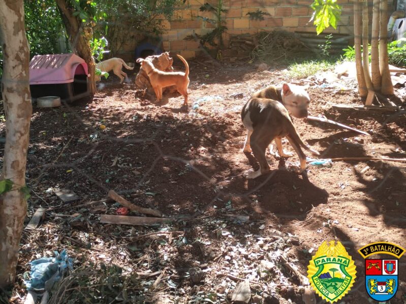 Cães são resgatados e homem é detido por maus-tratos, em Itapejara D’ Oeste
