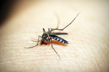 Primeira morte por dengue é registrada em Marechal Cândido Rondon