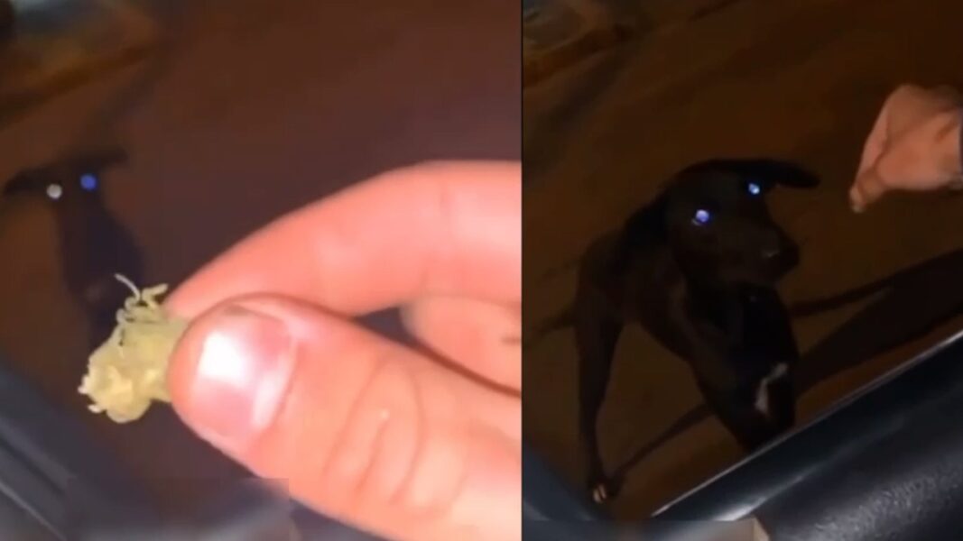 Homem dá maconha para cachorro, em Cascavel; veja o vídeo