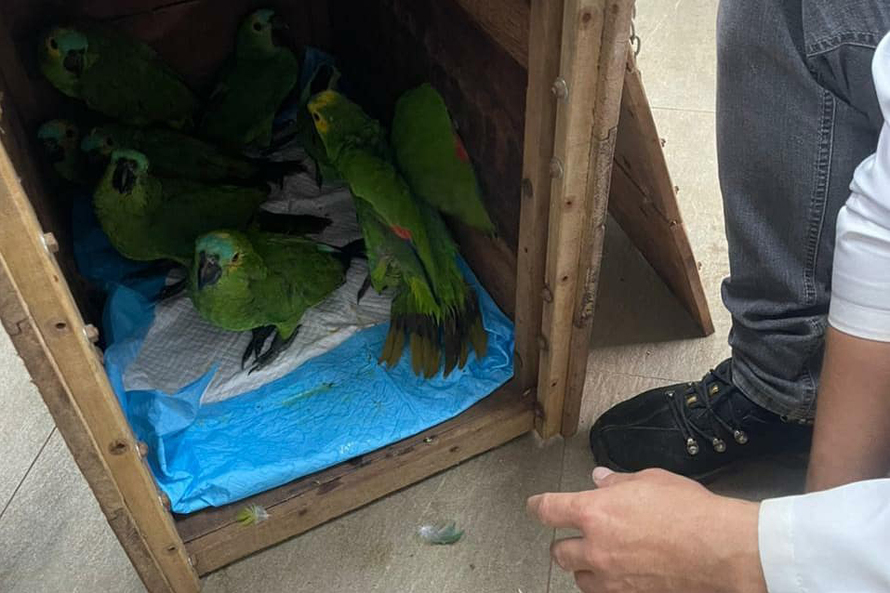 Papagaios vítimas de tempestade recebem alta e retornam à natureza