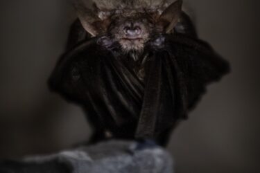 Novo tipo de coronavírus é descoberto em morcegos, diz cientistas