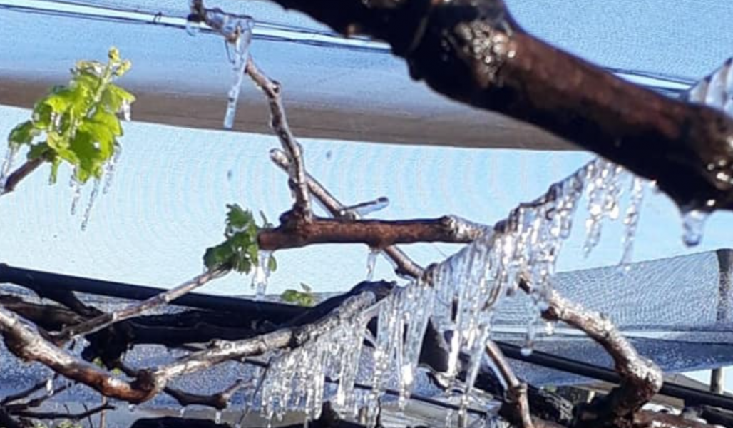 Plantações amanhecem cobertas de estalactites de gelo no Paraná; veja vídeos!