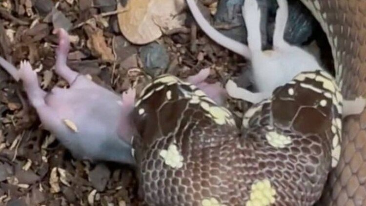 Cobra de duas cabeças come dois ratos ao mesmo tempo; assista!