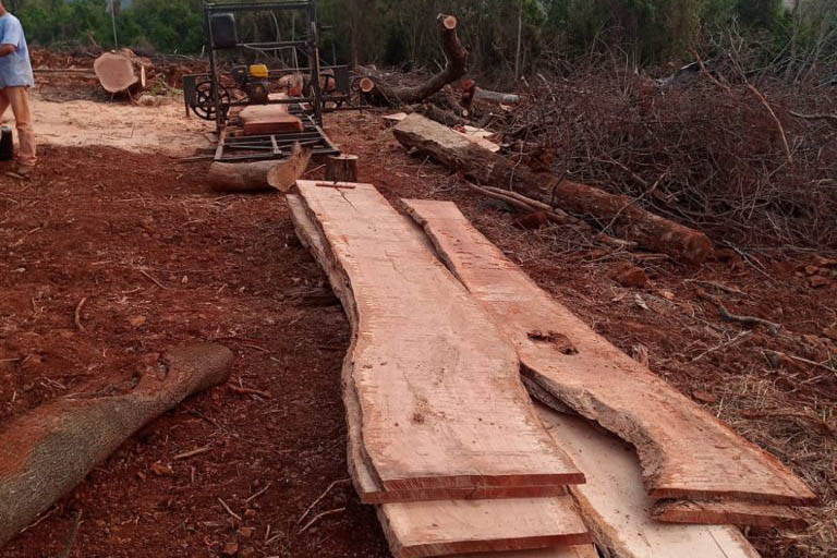 Desmatamento: Paraná aplica R$ 1 milhão em multas e apreende madeira nativa em operação