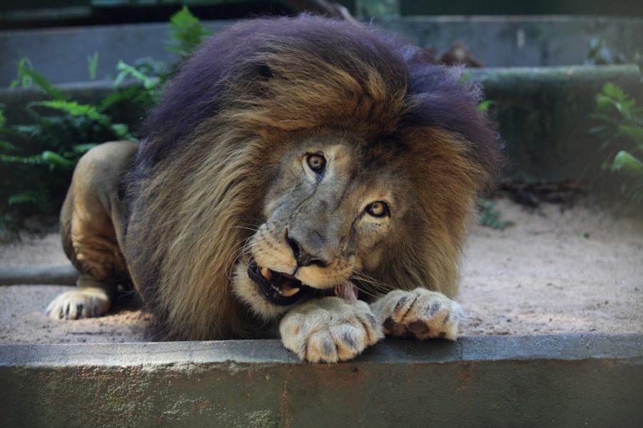 Leão de 26 anos, Gaúcho morre no Zoológico de Cascavel