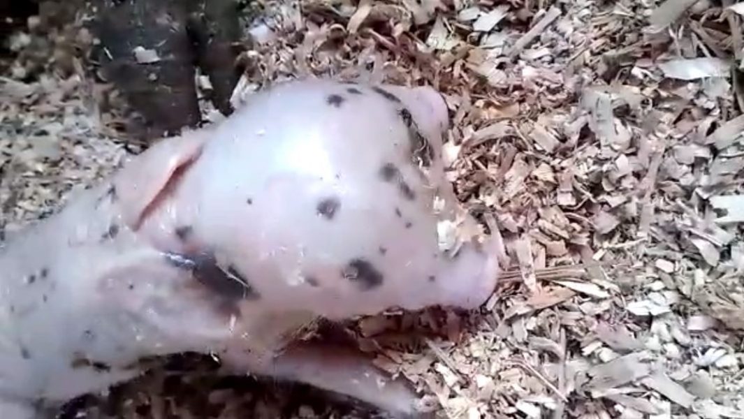 VÍDEO: Porco nasce com duas cabeças no interior do Paraná