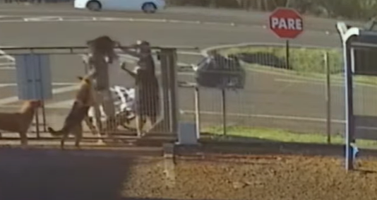 VIDEO: Männer stehlen einen Schäferhundwelpen, binden ihn fest und ziehen den Hund über den Zaun
