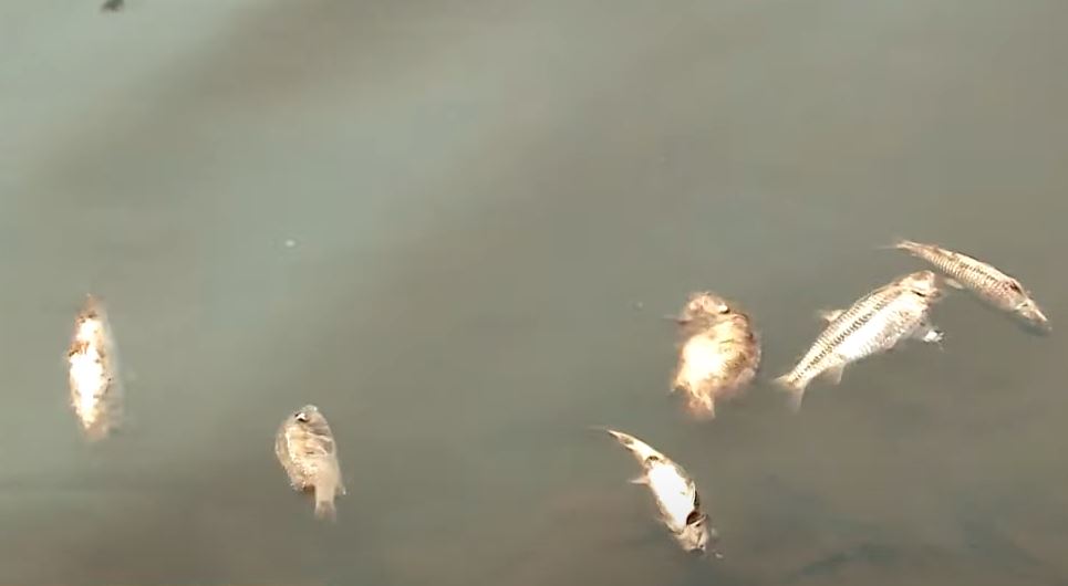 Centenas de peixes aparecem mortos no rio Pirapó, em Maringá