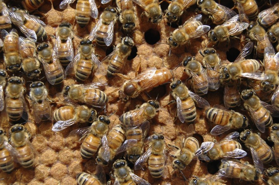 Bandidos furtam abelhas em sítio no interior do Paraná