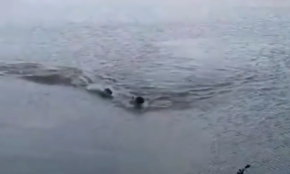 Vídeo: homem é perseguido por jacaré durante nado