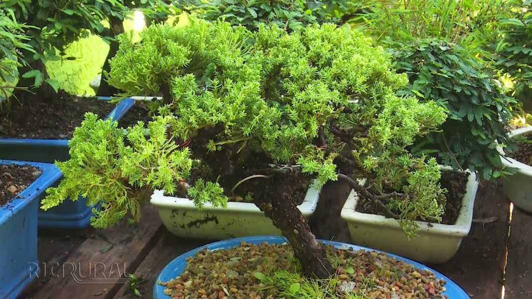 A tradição no cultivo do bonsai de uma família de Campo Mourão