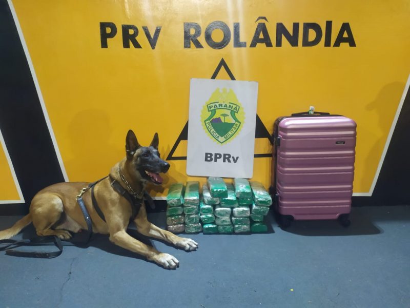 Cão Árius encontra 24 quilos de maconha com passageira de ônibus em Rolândia
