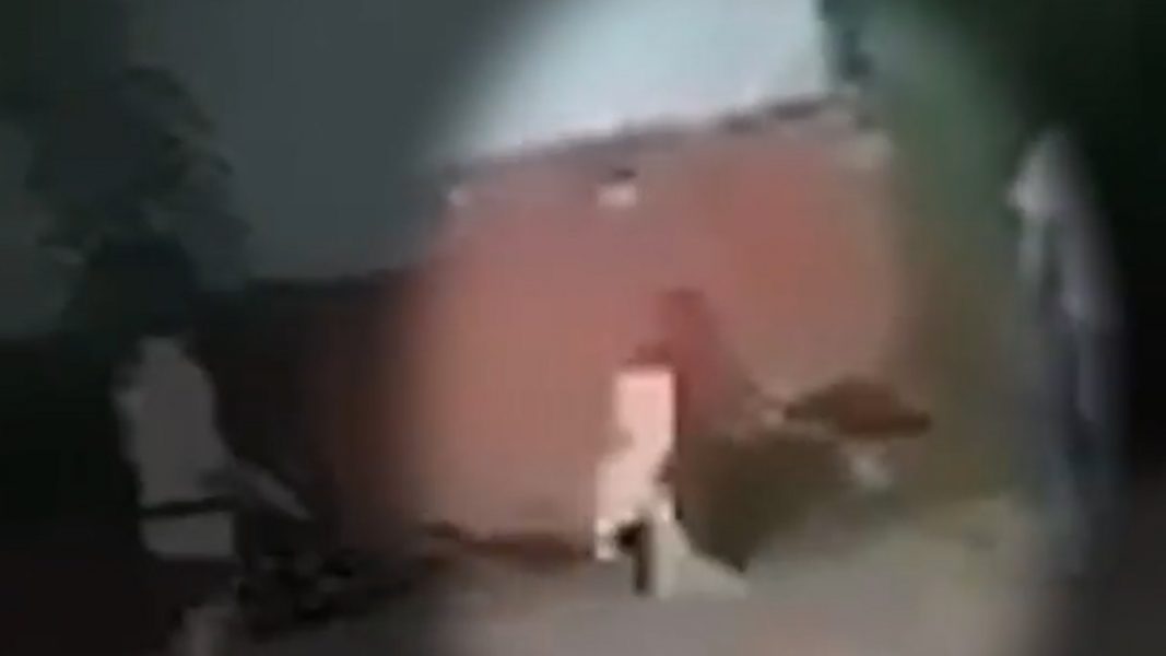 Vídeo mostra homem espancando Tamanduá-bandeira no Oeste do Paraná