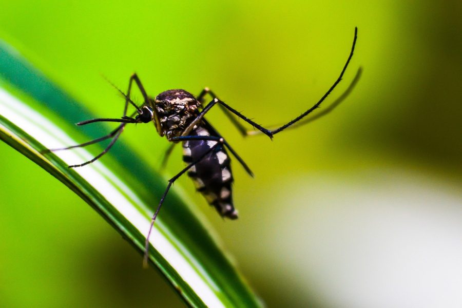 Idosa de 68 anos morre por dengue em Rolândia, no norte do PR