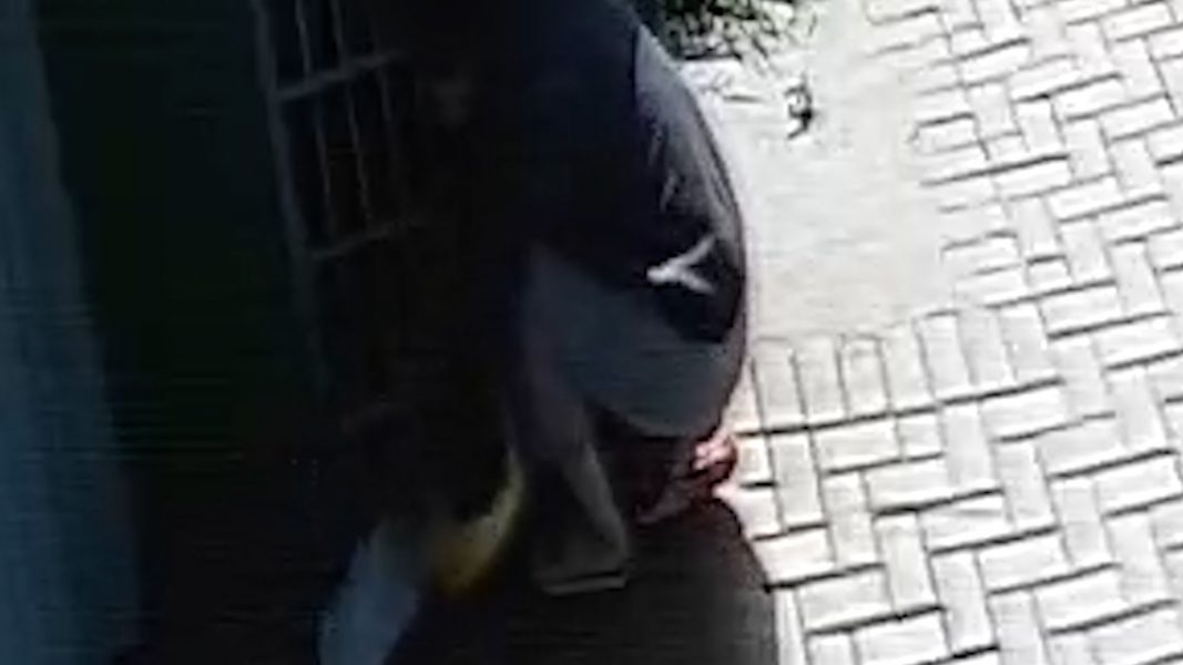 Câmera flagra mulher furtando ração para cães de rua em Maringá; assista