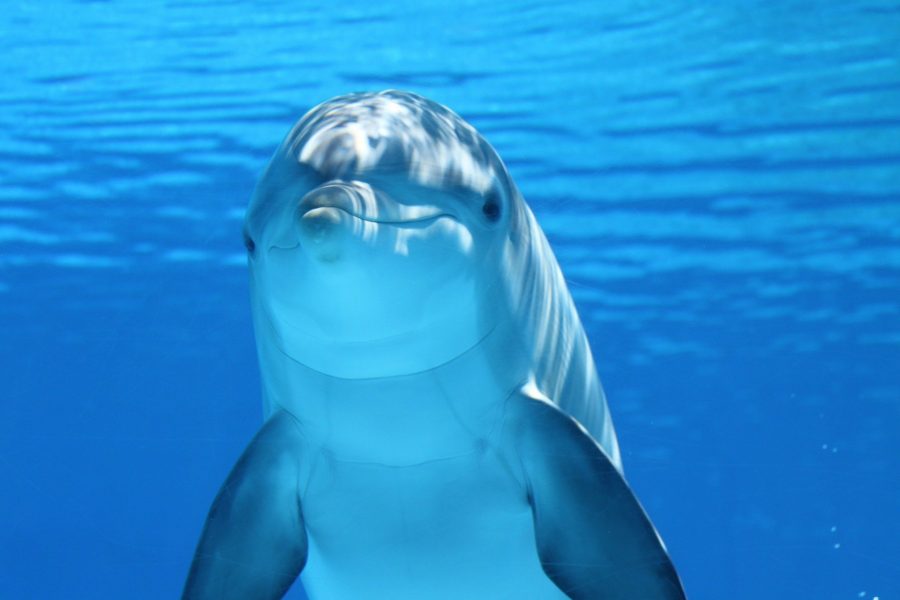 Homem revela que manteve relações sexuais com golfinho durante seis meses
