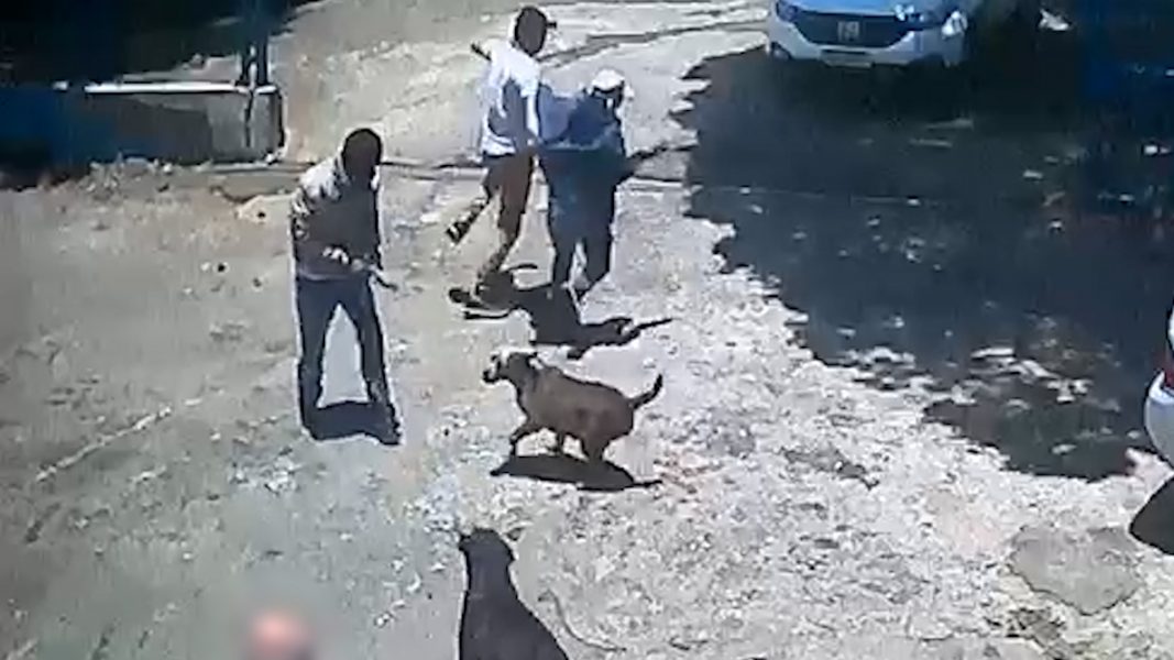 VÍDEO: Para proteger dono, cachorros enfrentam assaltantes armados