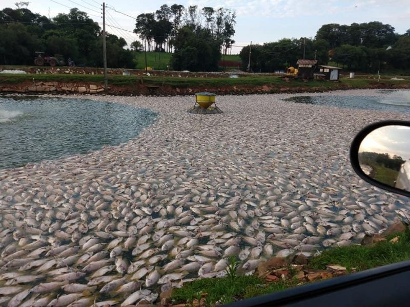 Prejuízo: cerca de 60 mil peixes morrem em açudes no interior do Paraná