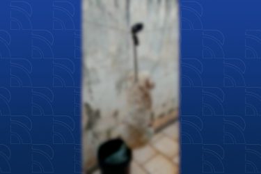 Vídeo: homem pendura cachorro no varal e deve responder por maus-tratos