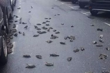Chuva de pássaros: 200 aves mortas caem do céu
