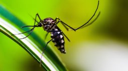 Foz do Iguaçu confirma primeira morte por dengue