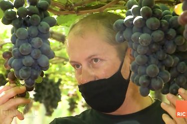 Deriva de agrotóxicos prejudica cultivo de uva
