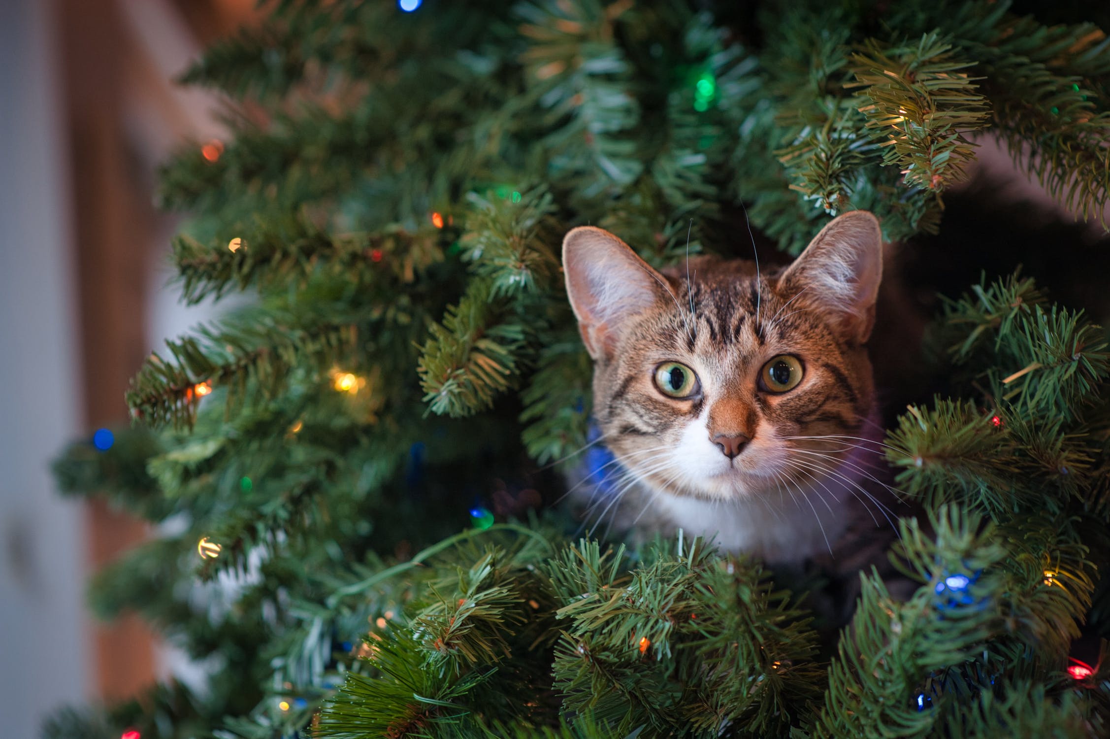 Como proteger a decoração de Natal dos gatos? - RIC Mais