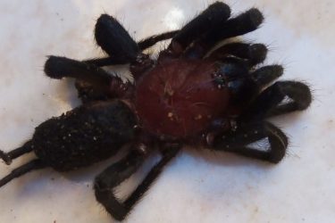 Sofrendo com infestação de aranhas, família encontra animal no brinquedo da filha caçula