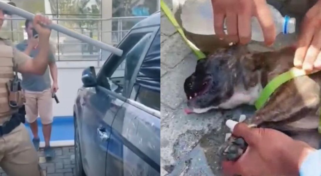 Policial quebra vidro de carro para resgatar cachorro; assista