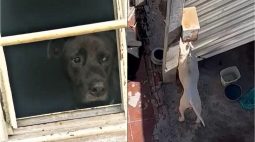 Moradores flagram cachorros presos sem água e sem comida na Grande Curitiba