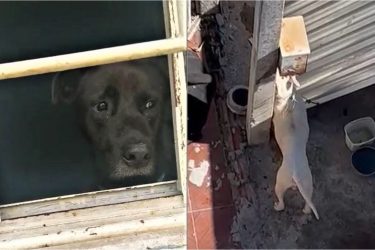Moradores flagram cachorros presos sem água e sem comida na Grande Curitiba