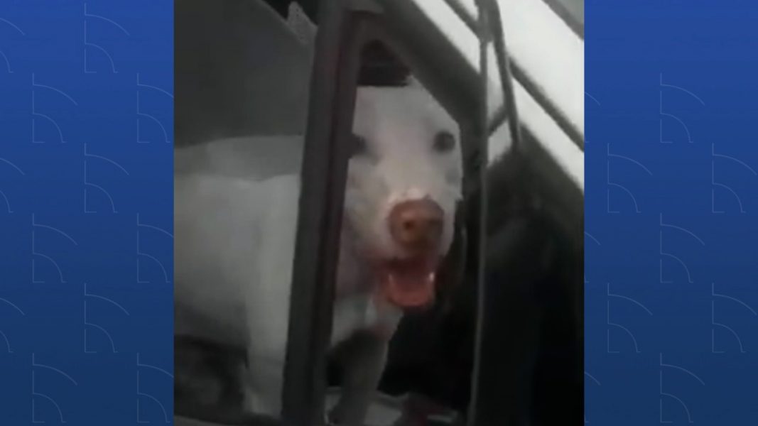 Em vídeo, homem afirma que cachorro fez manobra sozinho e quase causou acidente no oeste do PR