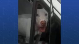 Em vídeo, homem afirma que cachorro fez manobra sozinho e quase causou acidente no oeste do PR