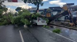 Árvore cai durante temporal e atinge carro em Curitiba
