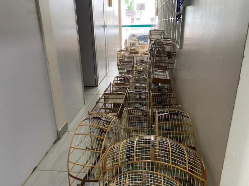 60 aves nativas são resgatadas no Sudoeste do PR; criador foi multado em R$ 30mil