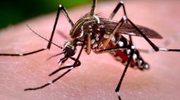 Alerta: levantamento aponta alto risco de epidemia de dengue em Londrina