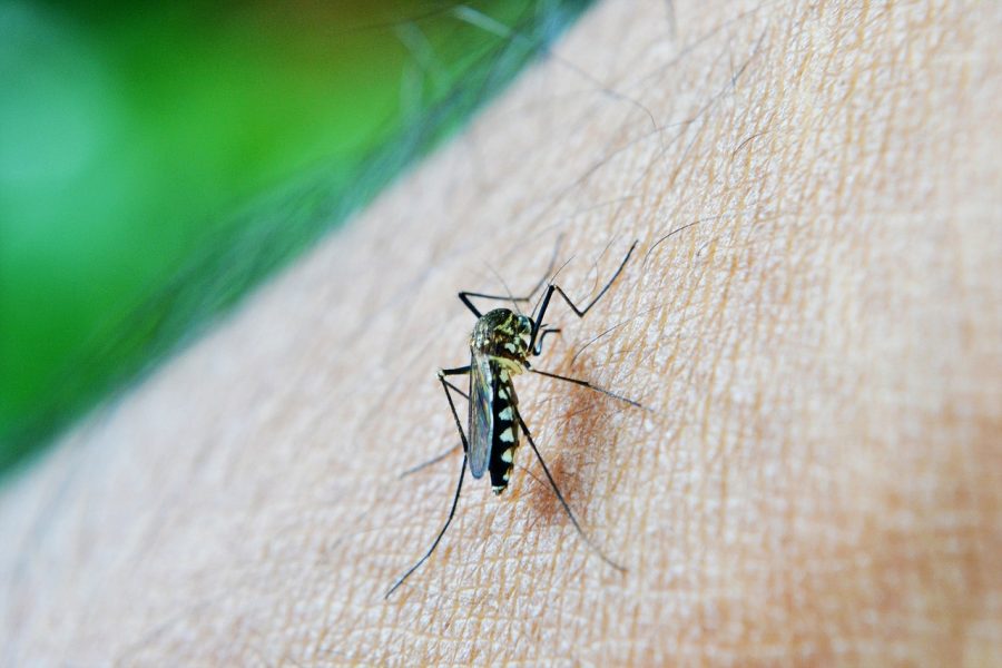 Dengue: informe semanal registra mais 39 casos da doença no Paraná