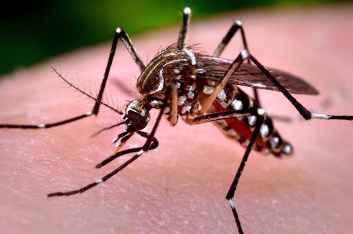 Casos de dengue sobem 47% em uma semana no Paraná