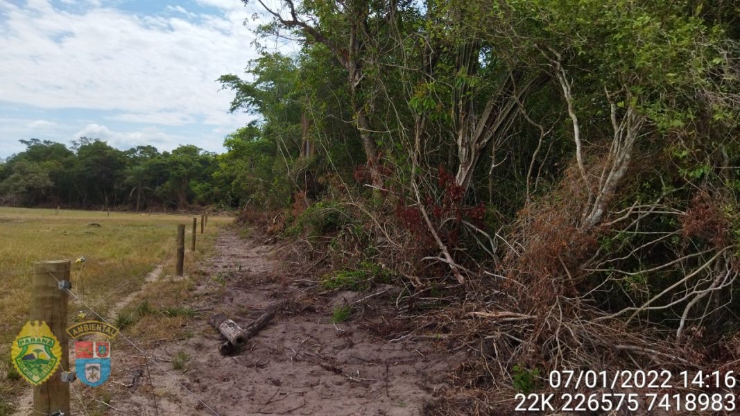 Fazendeiro é multado em R$ 42 mil por desmatamento em área de preservação