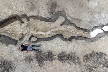 ‘Dragão marinho’ gigante é encontrado por cientistas