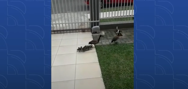 VÍDEO: Família de patos é resgatada da rua na Região Metropolitana de Curitiba