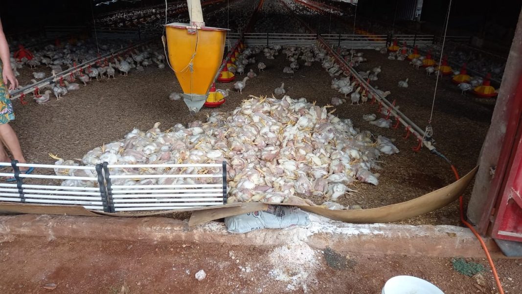 Mais de 4 mil frangos morrem por causa do calor e queda de energia em granja do Paraná